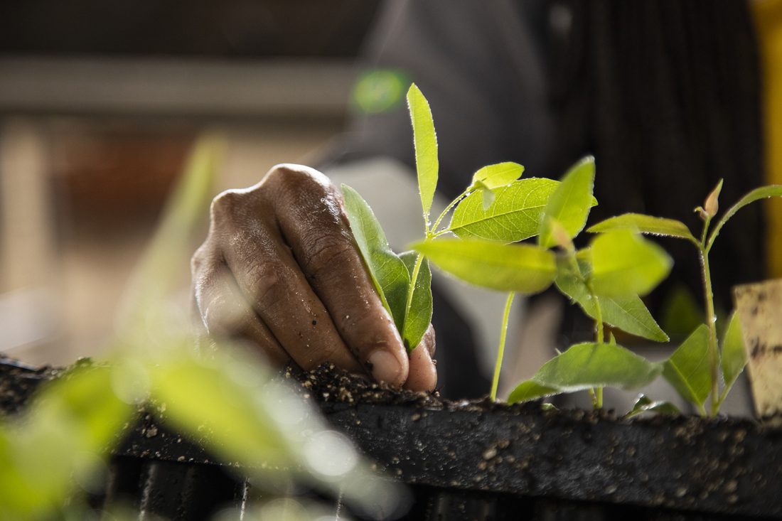 Suzano passa a integrar campanha internacional de ...