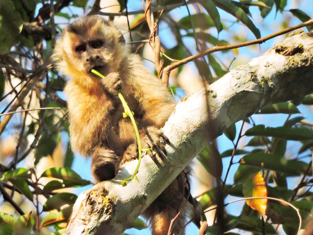 Suzano conecta área equivalente a mais de 200 mil...